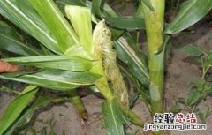 玉米根部分蘖怎么办 玉米分蘖原因及防治方法