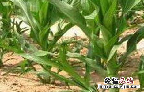 玉米根部分蘖怎么办 玉米分蘖原因及防治方法
