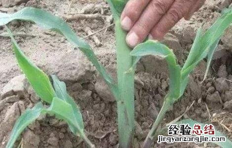 玉米根部分蘖怎么办 玉米分蘖原因及防治方法