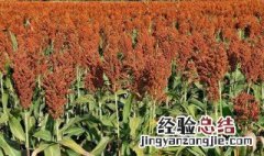 盐碱地适合种什么农作物 盐碱地适合种什么