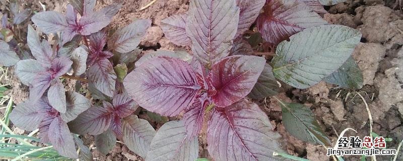 紫苏是木本植物吗 紫苏属于乔木还是灌木