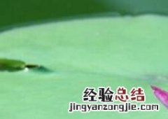 睡莲种植方法步骤 睡莲种植技术和方法