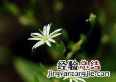 中国繁缕图片 繁缕的种类
