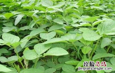 如何判断大豆是否旺长 大豆生长过旺怎么办?