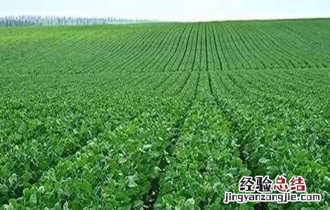 如何判断大豆是否旺长 大豆生长过旺怎么办?