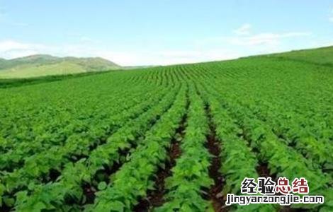 如何判断大豆是否旺长 大豆生长过旺怎么办?