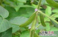 大豆的花期管理 大豆花期管理要点