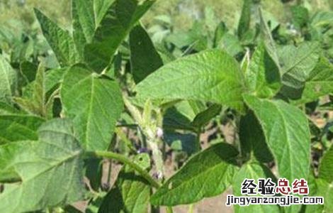 大豆的花期管理 大豆花期管理要点
