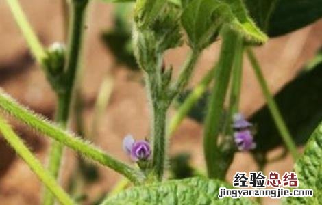 大豆的花期管理 大豆花期管理要点