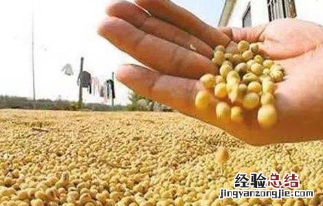 大豆储藏注意事项 大豆储藏方法