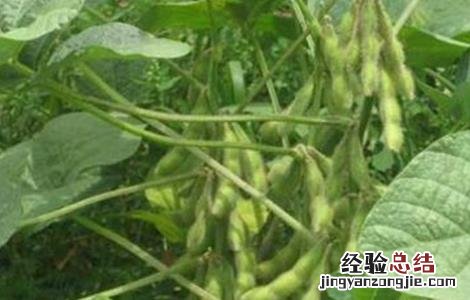 大豆鼓粒期管理要点 大豆鼓粒期管理要点有哪些