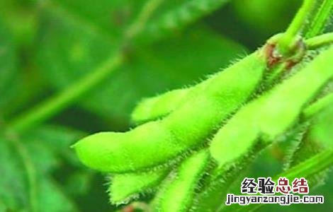 大豆鼓粒期管理要点 大豆鼓粒期管理要点有哪些