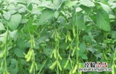 大豆鼓粒期管理要点 大豆鼓粒期管理要点有哪些
