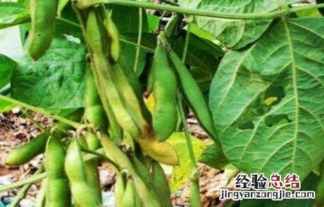 大豆鼓粒期管理要点 大豆鼓粒期管理要点有哪些
