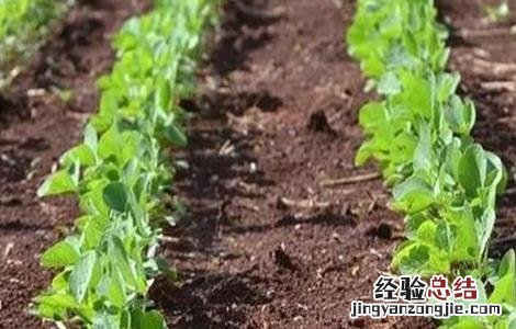 大豆连作需要注意的问题 影响大豆不能连作的主要因素是