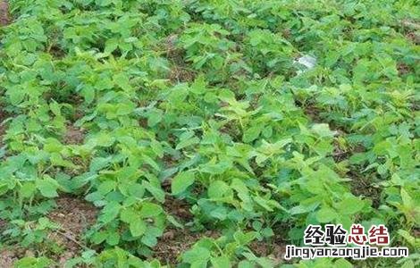 大豆连作需要注意的问题 影响大豆不能连作的主要因素是