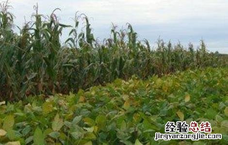 大豆连作需要注意的问题 影响大豆不能连作的主要因素是