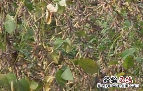 大豆连作需要注意的问题 影响大豆不能连作的主要因素是