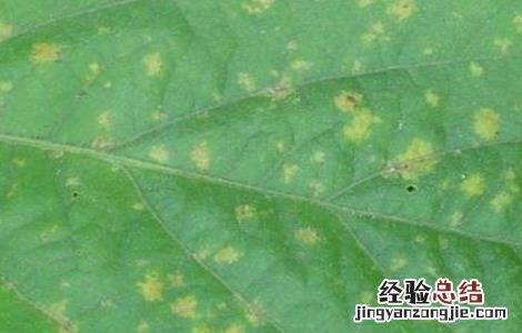 大豆霜霉病的防治措施 大豆霜霉病的防治措施视频