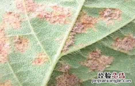 大豆霜霉病的防治措施 大豆霜霉病的防治措施视频