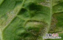 大豆霜霉病的防治措施 大豆霜霉病的防治措施视频
