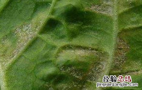 大豆霜霉病的防治措施 大豆霜霉病的防治措施视频