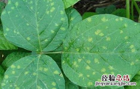 大豆霜霉病的防治措施 大豆霜霉病的防治措施视频