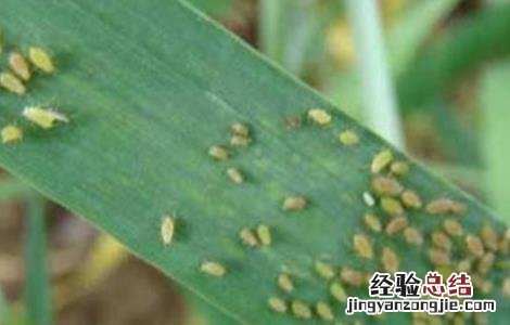 小麦吸浆虫的防治 小麦吸浆虫防治技术