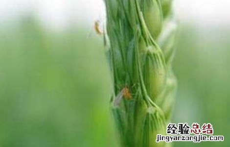 小麦吸浆虫的防治 小麦吸浆虫防治技术