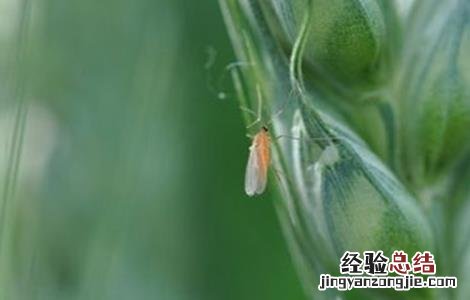 小麦吸浆虫的防治 小麦吸浆虫防治技术