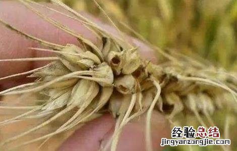 小麦吸浆虫的防治 小麦吸浆虫防治技术