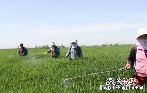 小麦叶面喷肥要点 小麦叶面喷肥什么时候好