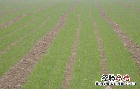 小麦叶面喷肥要点 小麦叶面喷肥什么时候好