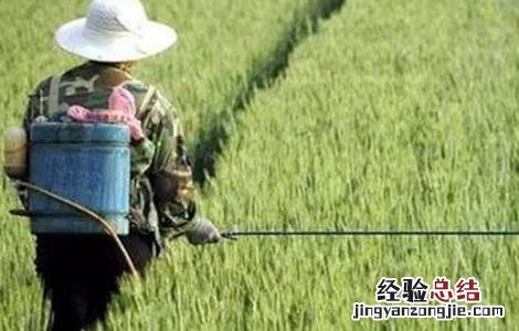 小麦叶面喷肥要点 小麦叶面喷肥什么时候好