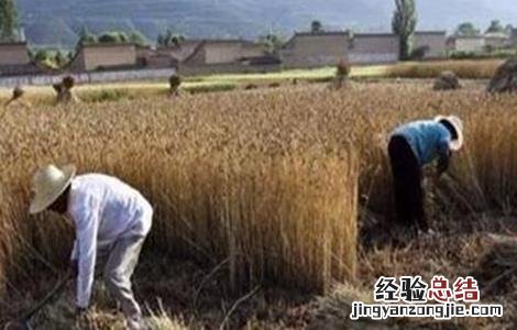 小麦收获期遇阴雨天气该怎么办 小麦收获期遇阴雨天气该怎么办呀