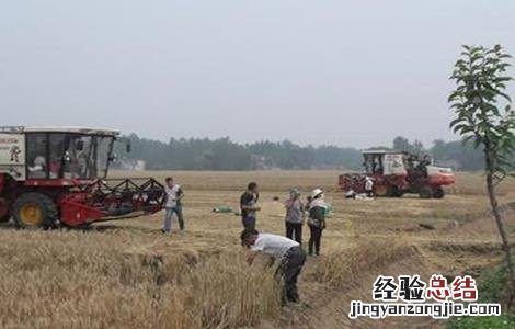 小麦收获期遇阴雨天气该怎么办 小麦收获期遇阴雨天气该怎么办呀