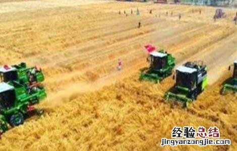 小麦收获期遇阴雨天气该怎么办 小麦收获期遇阴雨天气该怎么办呀