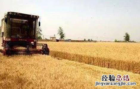 小麦收获期遇阴雨天气该怎么办 小麦收获期遇阴雨天气该怎么办呀