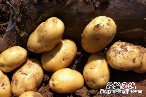 土豆被晒绿了能吃吗 土豆被晒绿了怎么办