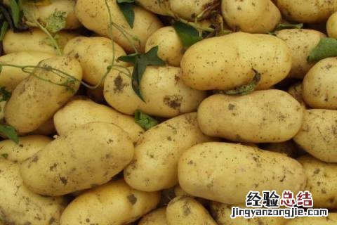 土豆被晒绿了能吃吗 土豆被晒绿了怎么办