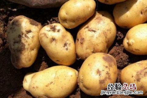 土豆被晒绿了能吃吗 土豆被晒绿了怎么办