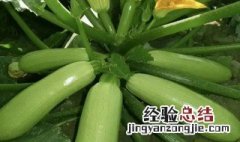 西葫芦长期保存方法 西葫芦如何长期保存