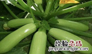 西葫芦长期保存方法 西葫芦如何长期保存