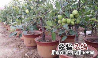 适合小盆栽的果树 什么果树适合盆栽