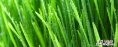 气体肥料有哪些初三 气体肥料有哪些