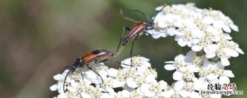 不用农药怎样杀跳甲虫 怎样除杀跳甲虫