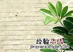 鸭脚木养殖方法及注意事项视频 鸭脚木养殖方法及注意事项