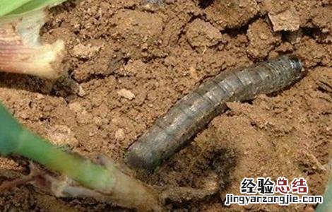 玉米田的地老虎用什么药防治 玉米地老虎防治方法