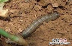 玉米田的地老虎用什么药防治 玉米地老虎防治方法