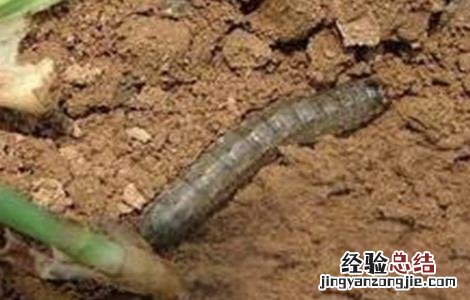 玉米田的地老虎用什么药防治 玉米地老虎防治方法